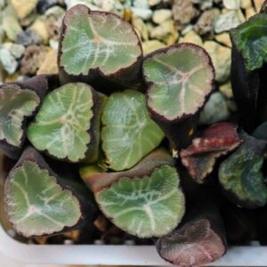 Haworthia Unknown Maughanii K110 - 20