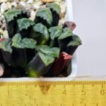 Haworthia Unknown Maughanii K111 - 10