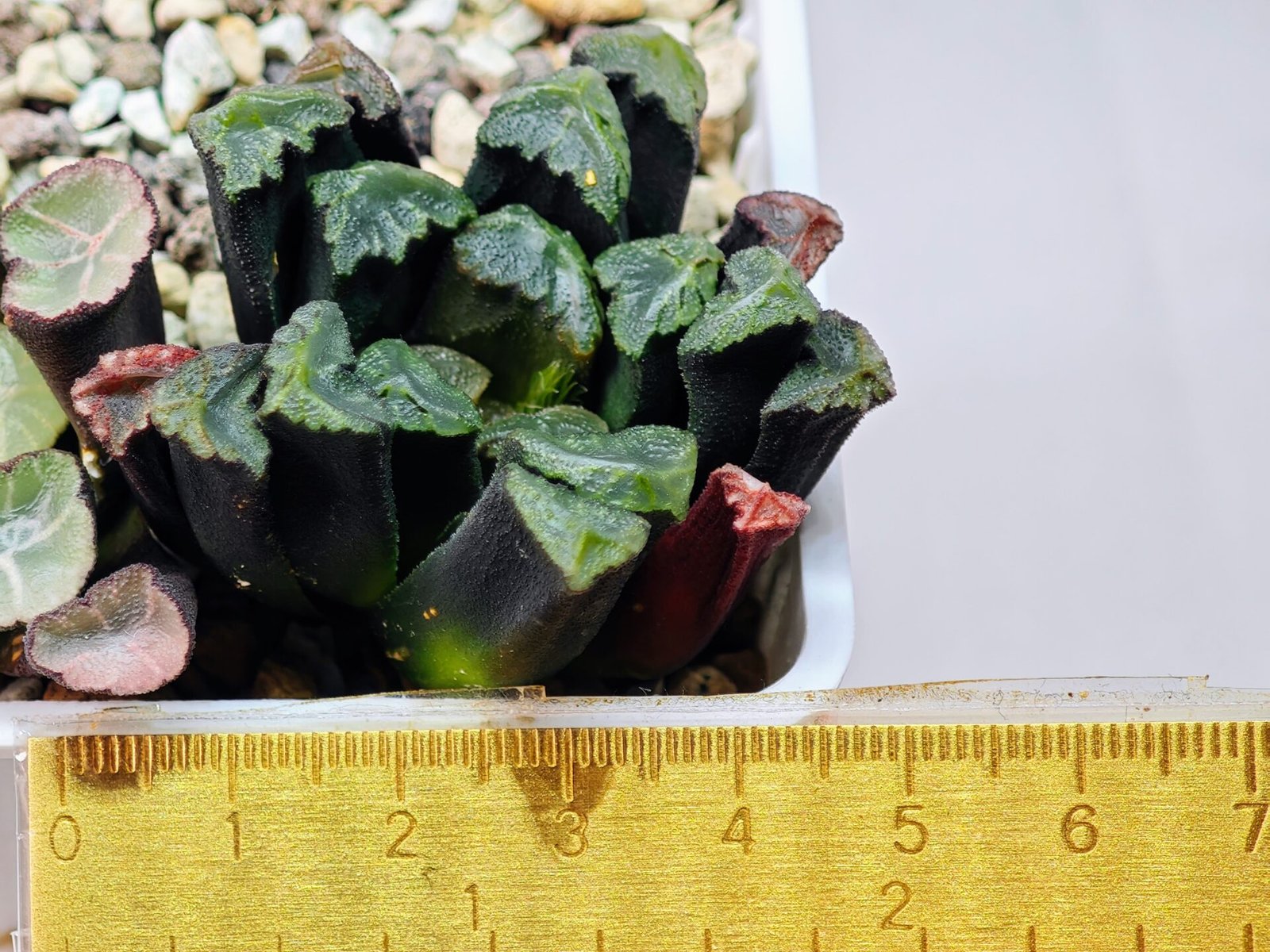 Haworthia Unknown Maughanii K111 - 10