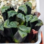 Haworthia Unknown Maughanii K111 - 11