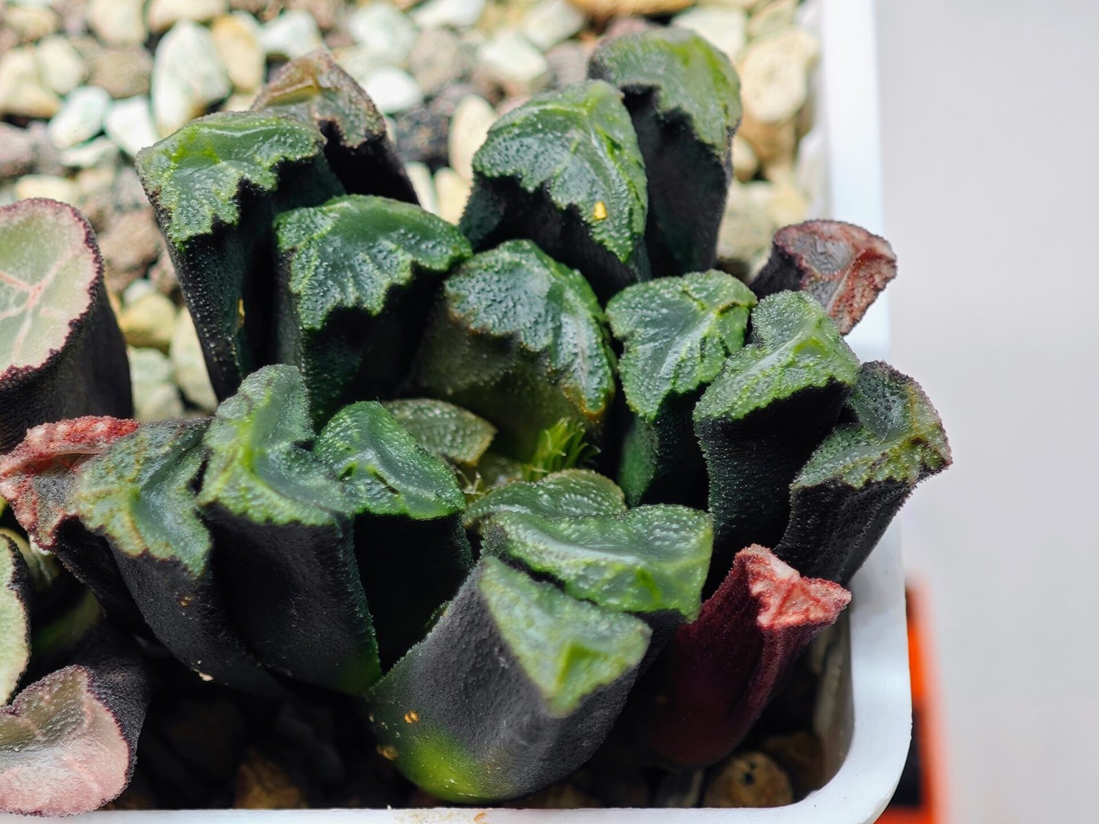 Haworthia Unknown Maughanii K111 - 11