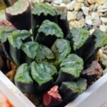 Haworthia Unknown Maughanii K111 - 12