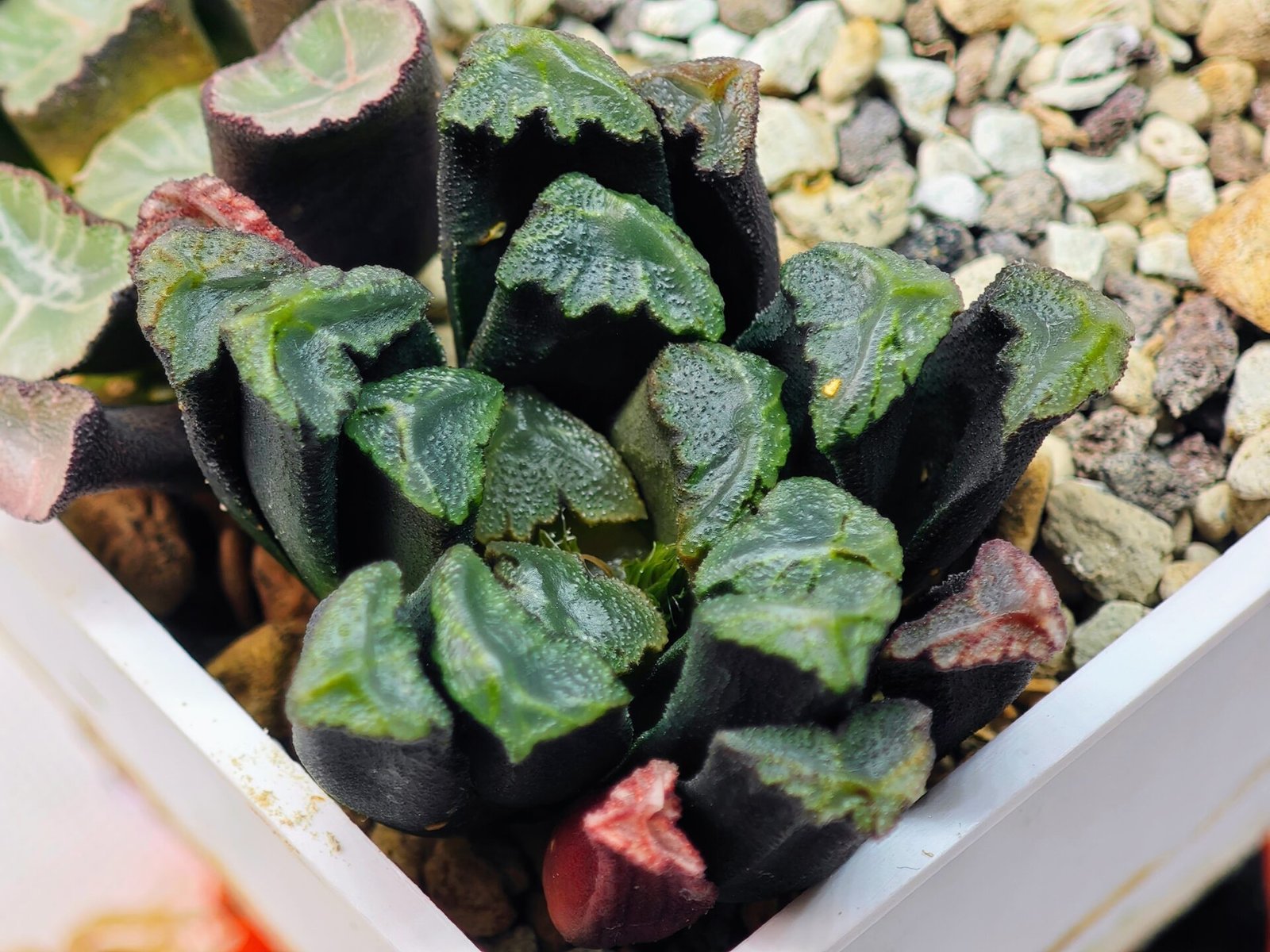 Haworthia Unknown Maughanii K111 - 12