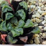 Haworthia Unknown Maughanii K111 - 13