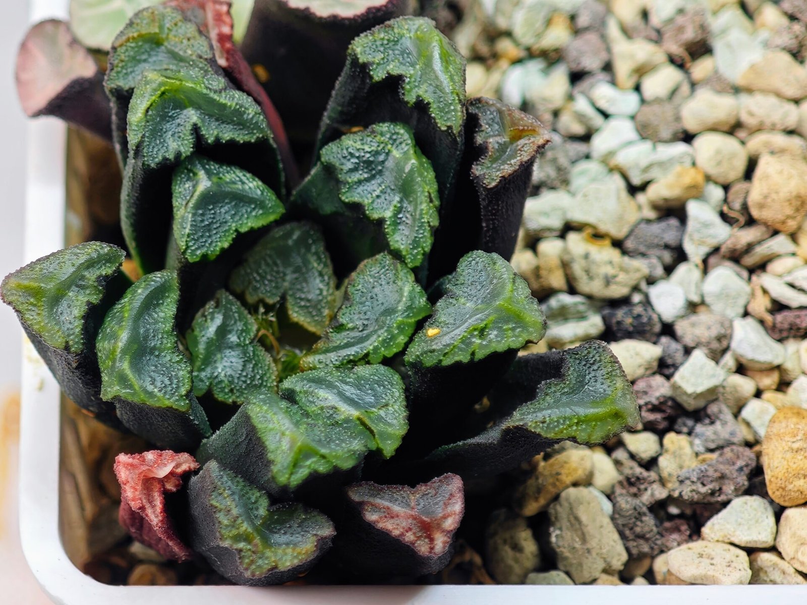 Haworthia Unknown Maughanii K111 - 13