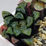 Haworthia Unknown Maughanii K111 - 14