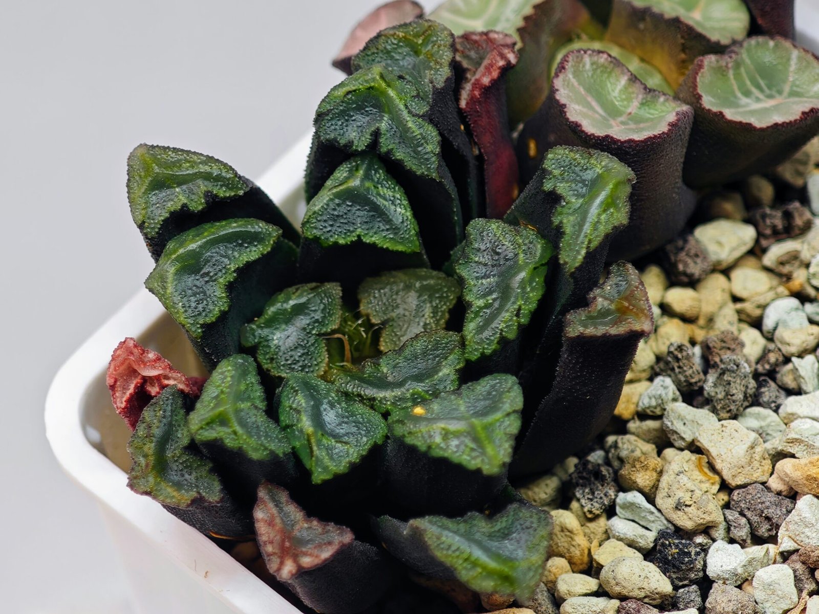 Haworthia Unknown Maughanii K111 - 14