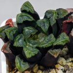 Haworthia Unknown Maughanii K111 - 15