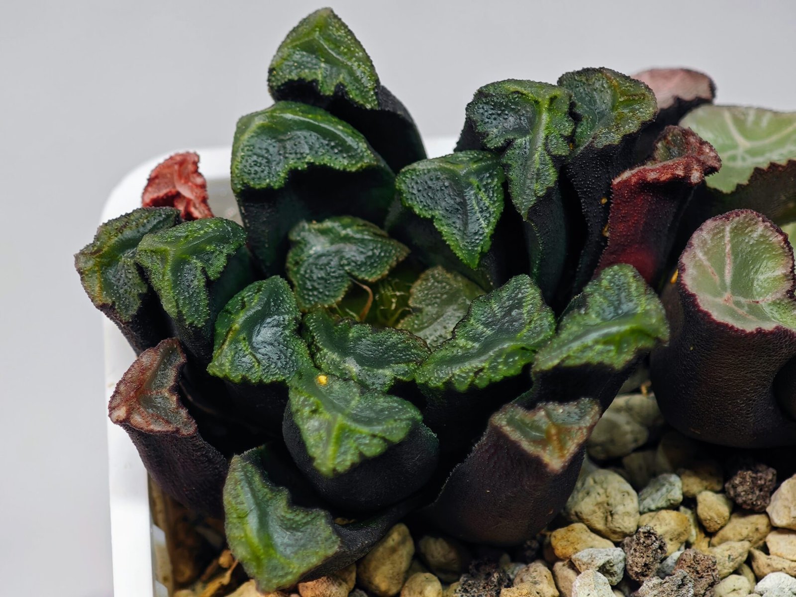 Haworthia Unknown Maughanii K111 - 15