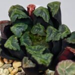 Haworthia Unknown Maughanii K111 - 16