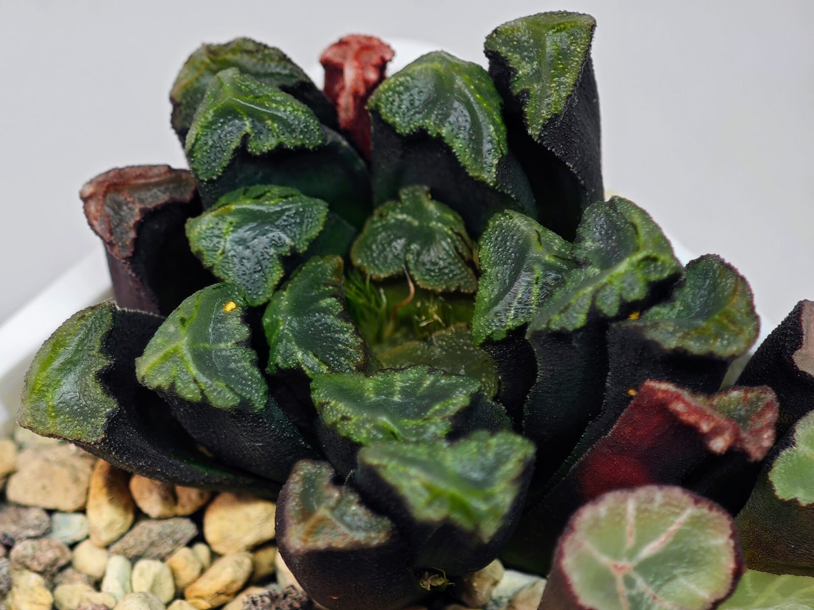 Haworthia Unknown Maughanii K111 - 16