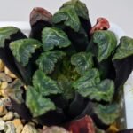 Haworthia Unknown Maughanii K111 - 17