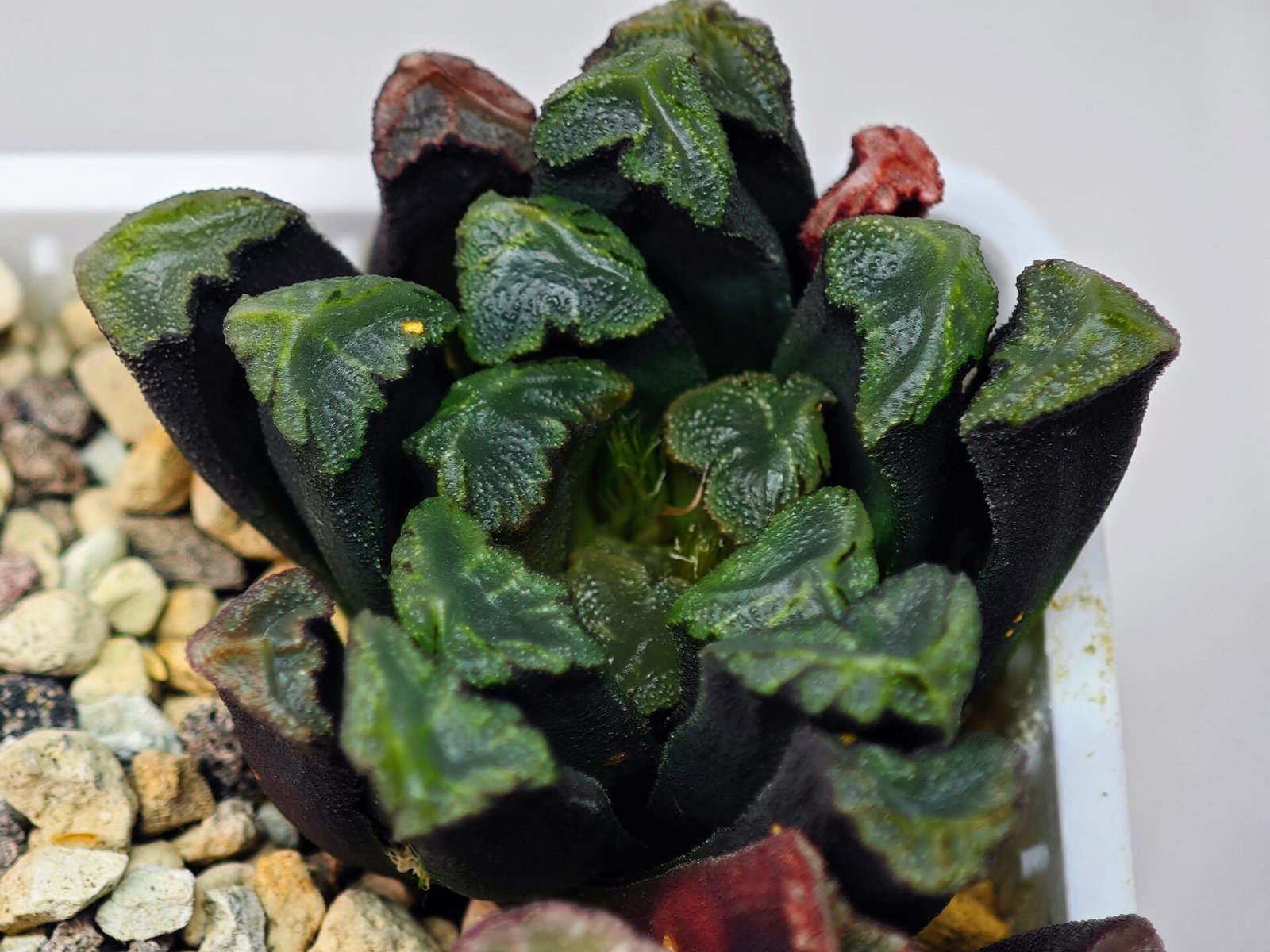 Haworthia Unknown Maughanii K111 - 17