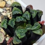 Haworthia Unknown Maughanii K111 - 18