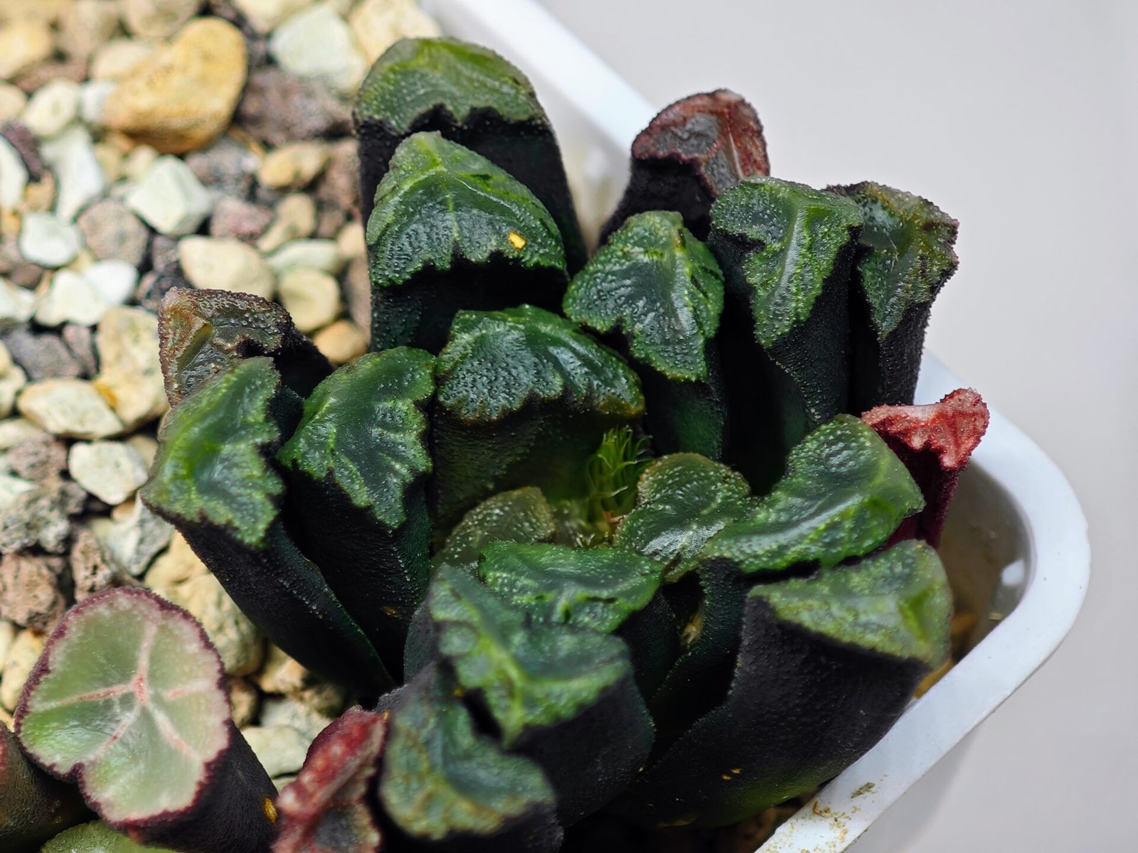 Haworthia Unknown Maughanii K111 - 18