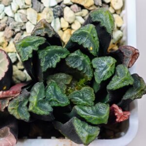 Haworthia Unknown Maughanii K111 - 19
