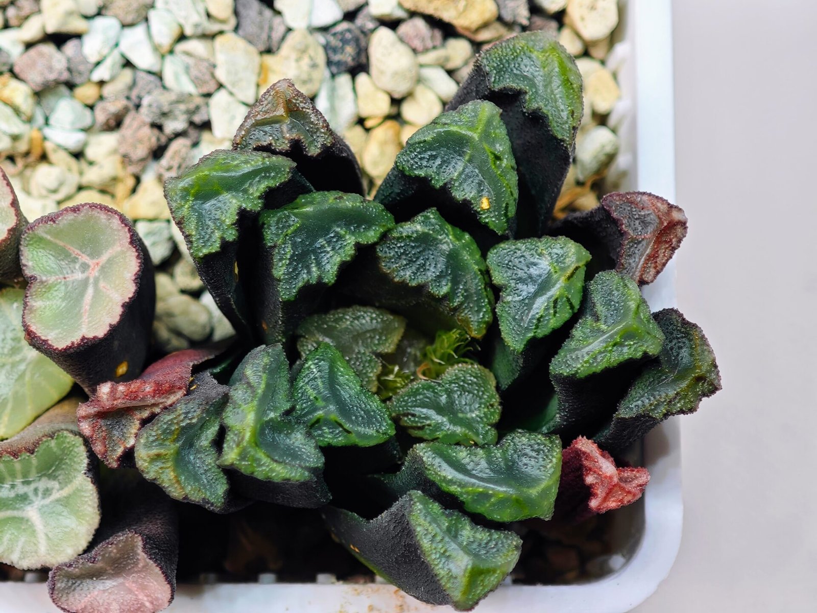 Haworthia Unknown Maughanii K111 - 19