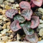 Haworthia Unknown Maughanii K105 - 11