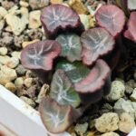 Haworthia Unknown Maughanii K105 - 12