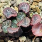 Haworthia Unknown Maughanii K105 - 13