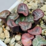 Haworthia Unknown Maughanii K105 - 14