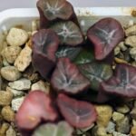 Haworthia Unknown Maughanii K105 - 15