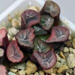 Haworthia Unknown Maughanii K105 - 16