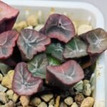 Haworthia Unknown Maughanii K105 - 17