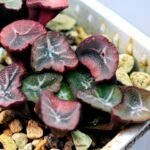 Haworthia Unknown Maughanii K105 - 18