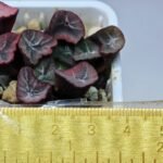 Haworthia Unknown Maughanii K105 - 19