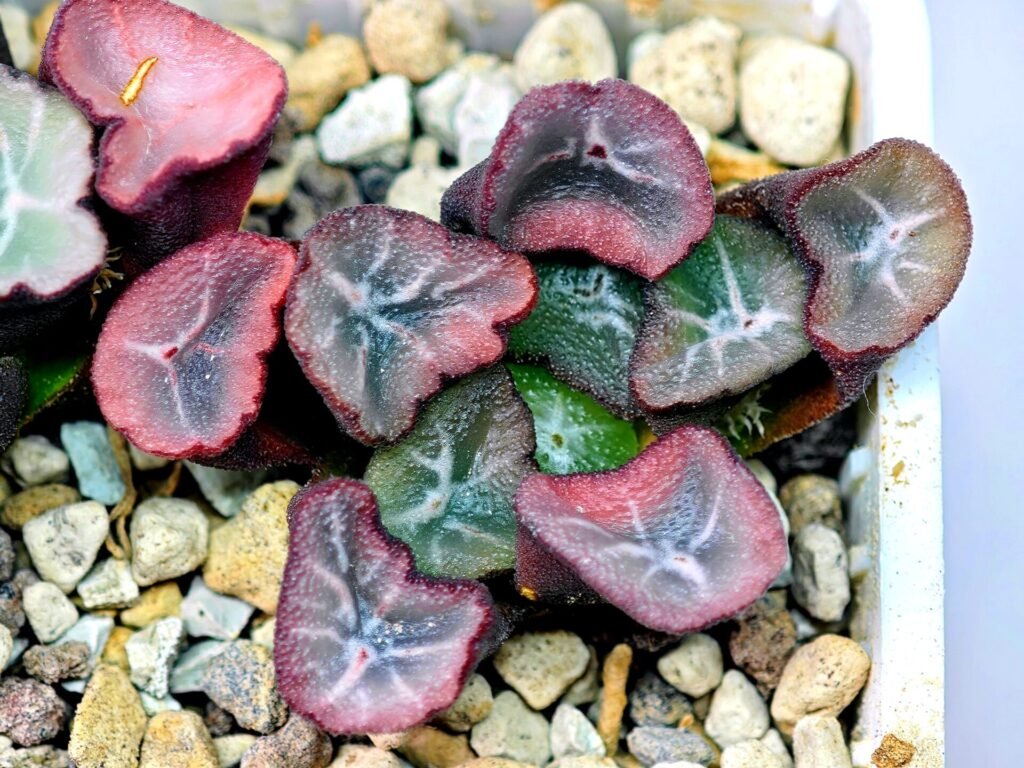 Haworthia Unknown Maughanii K105 - 20