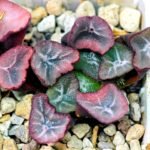 Haworthia Unknown Maughanii K105 - 20