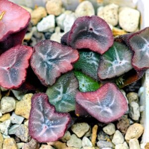 Haworthia Unknown Maughanii K105 - 20