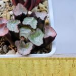 Haworthia Unknown Maughanii K106 - 8