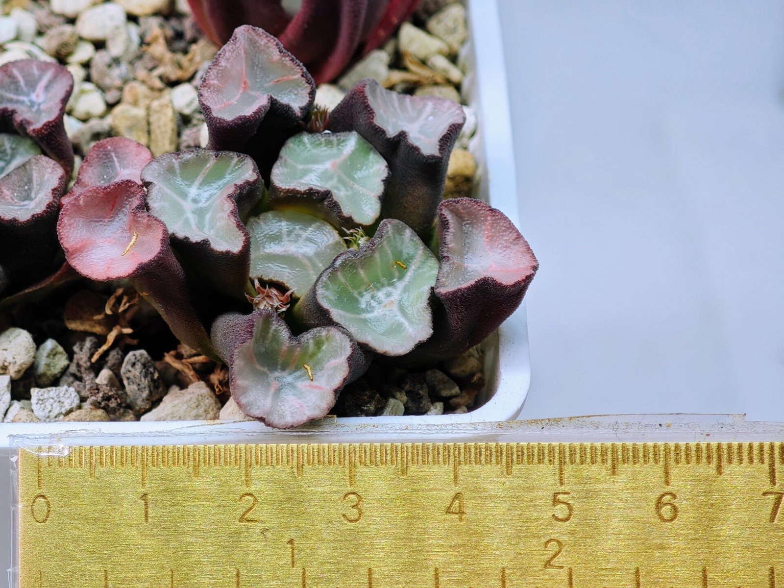 Haworthia Unknown Maughanii K106 - 8