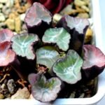 Haworthia Unknown Maughanii K106 - 9