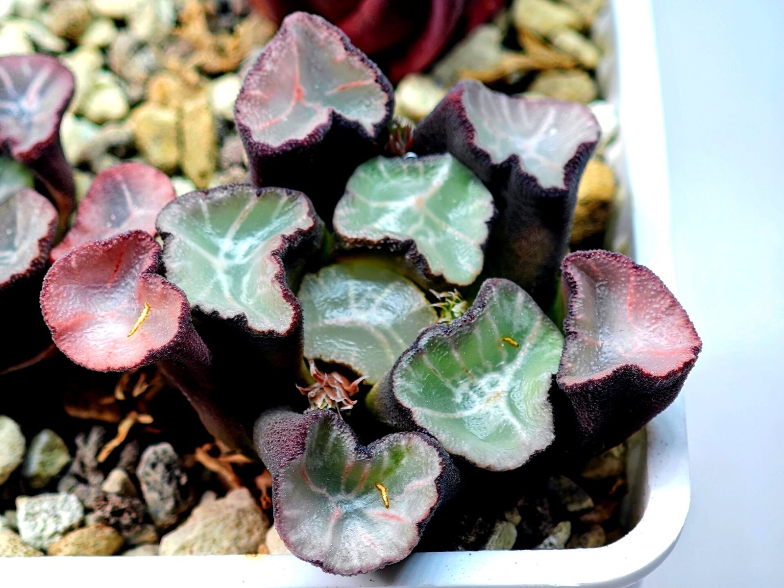 Haworthia Unknown Maughanii K106 - 9