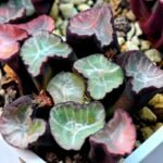 Haworthia Unknown Maughanii K106 - 10
