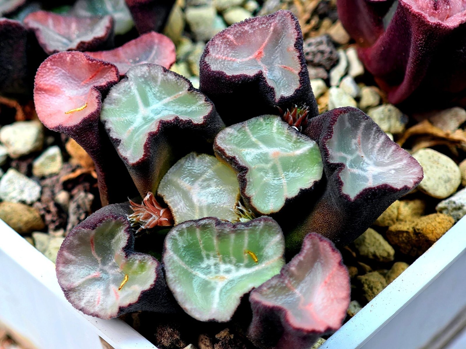 Haworthia Unknown Maughanii K106 - 10