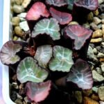 Haworthia Unknown Maughanii K106 - 11