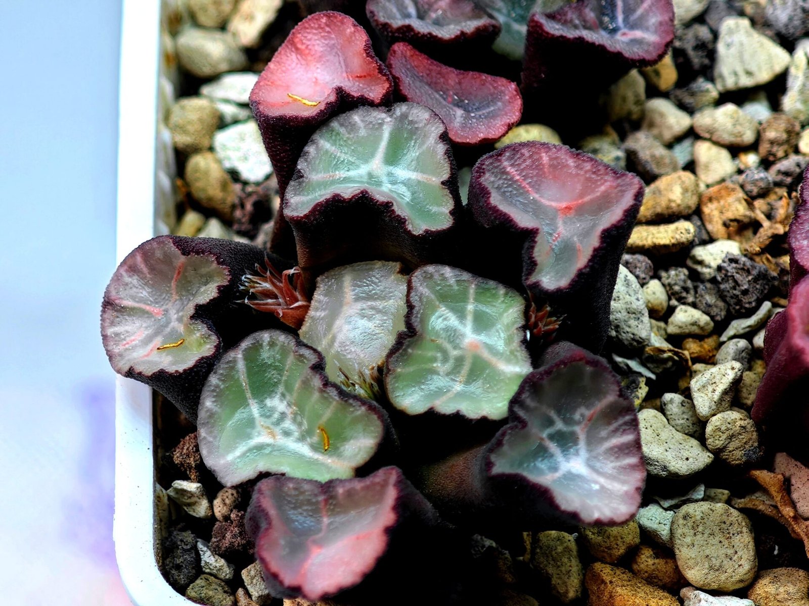 Haworthia Unknown Maughanii K106 - 11