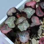 Haworthia Unknown Maughanii K106 - 12