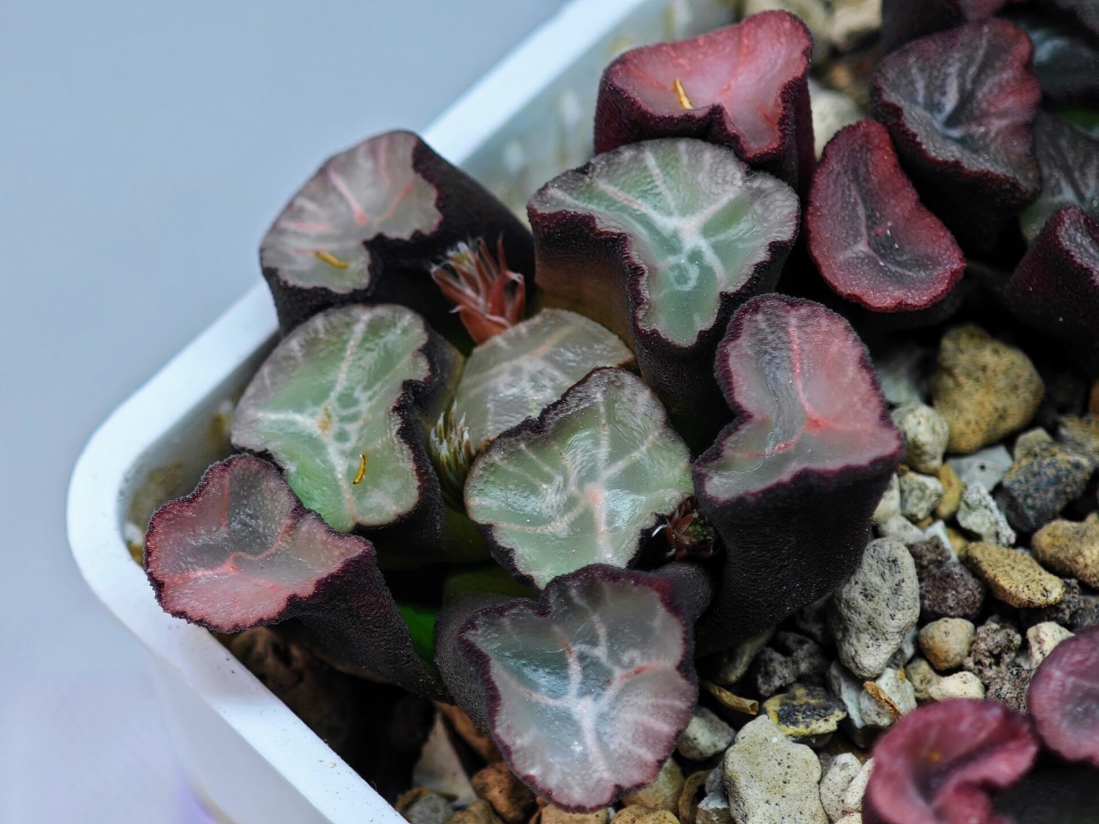Haworthia Unknown Maughanii K106 - 12