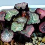 Haworthia Unknown Maughanii K106 - 13