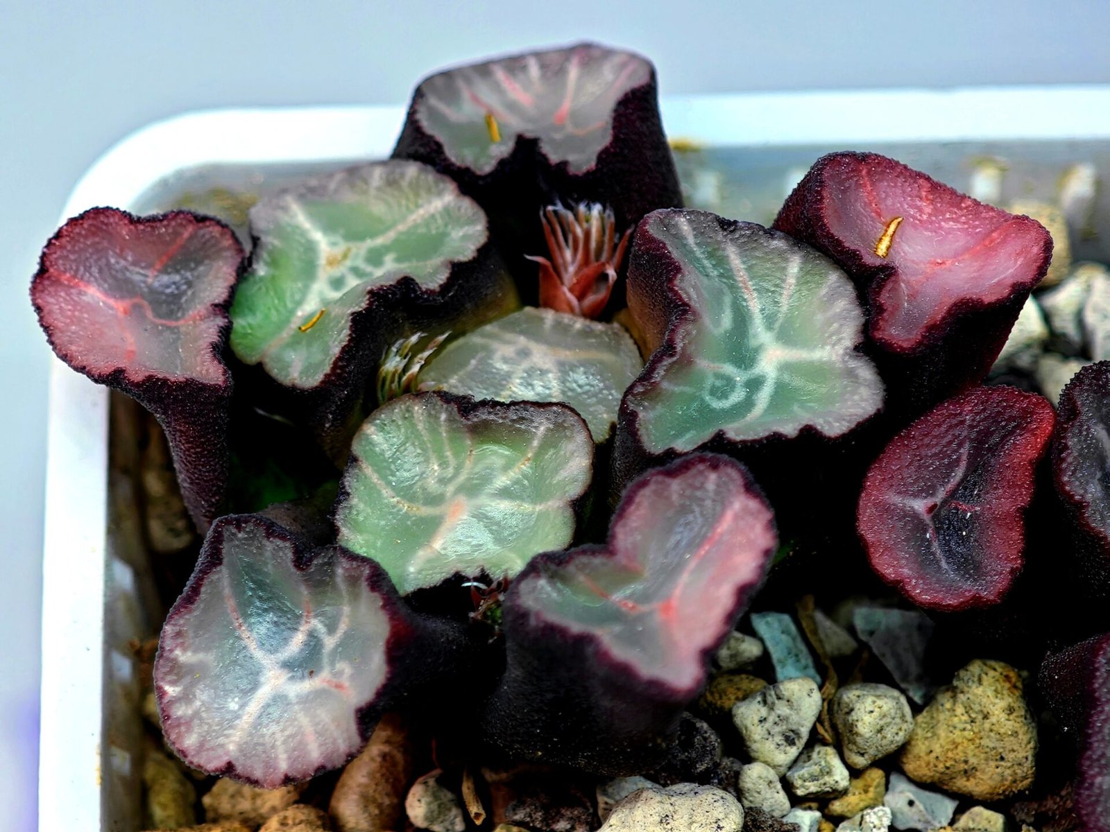 Haworthia Unknown Maughanii K106 - 13