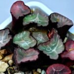 Haworthia Unknown Maughanii K106 - 14