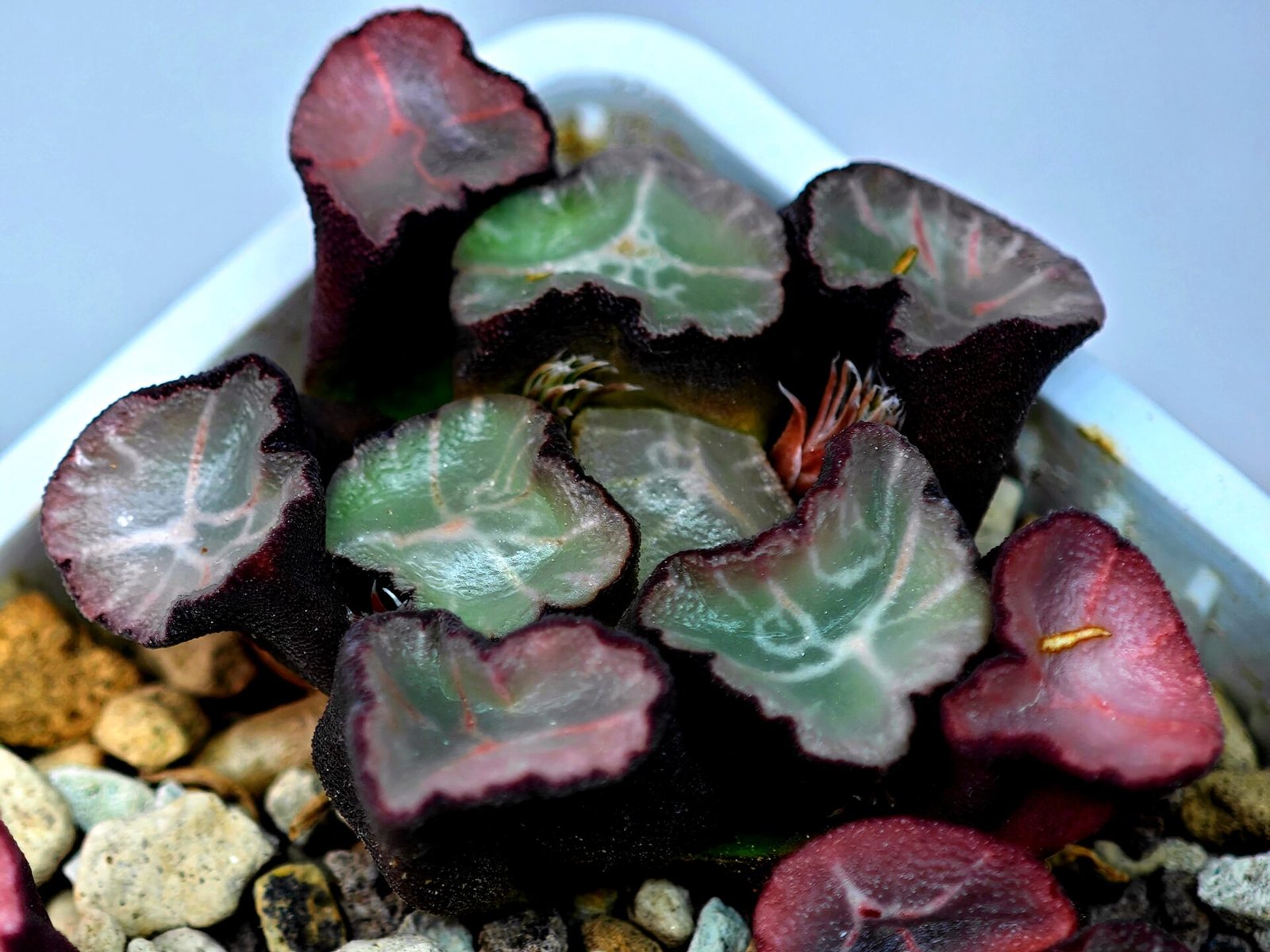 Haworthia Unknown Maughanii K106 - 14