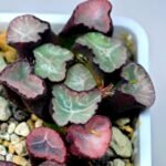 Haworthia Unknown Maughanii K106 - 15