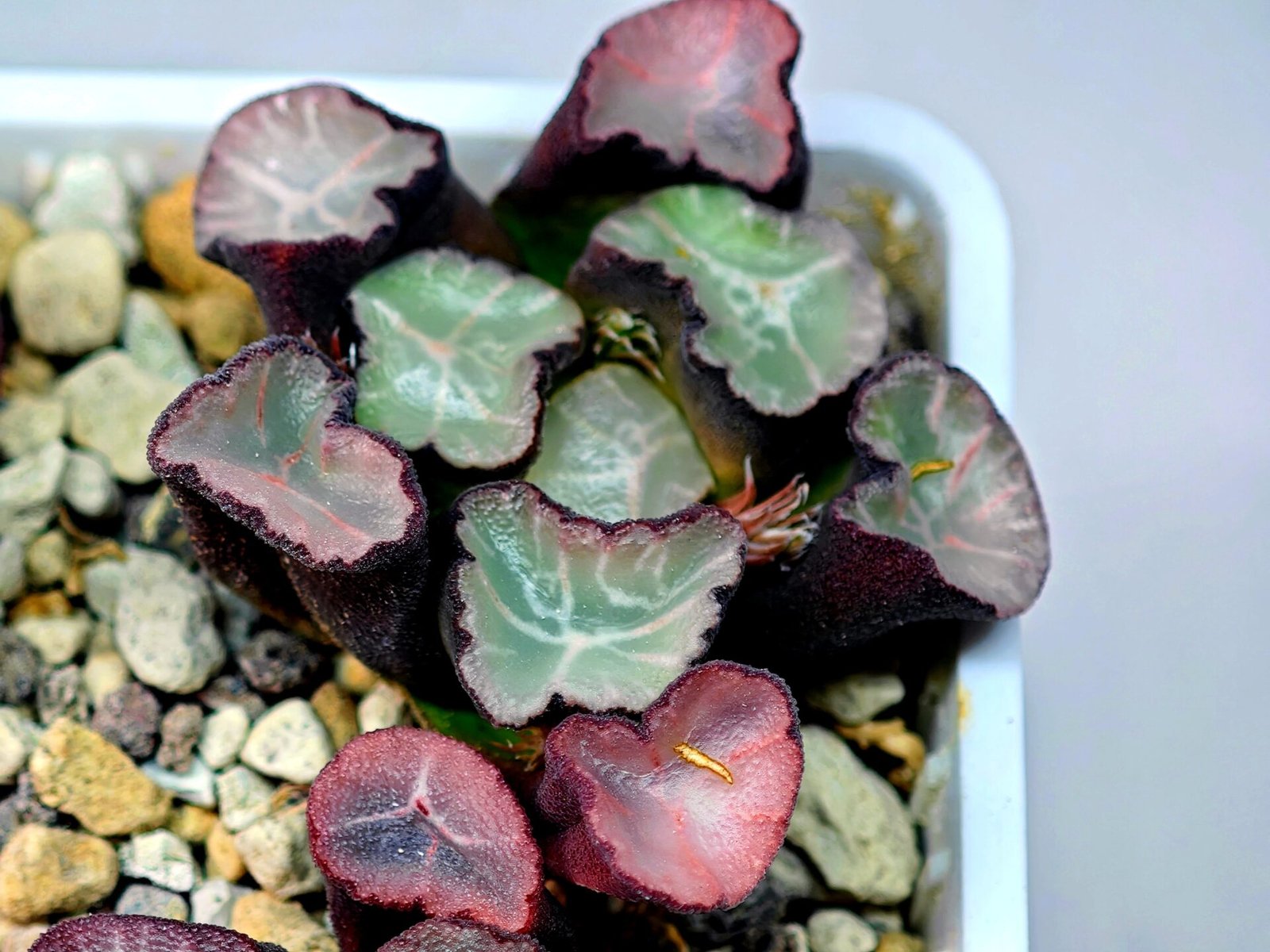 Haworthia Unknown Maughanii K106 - 15