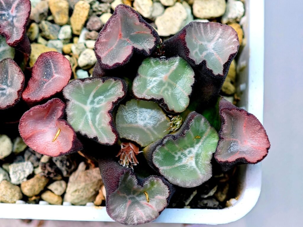 Haworthia Unknown Maughanii K106 - 16